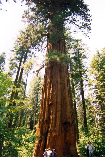 De magnifiques sequoias géants.