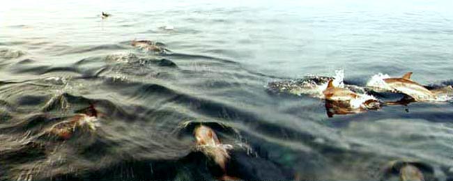 Des centaines de dauphins à Gibraltar.