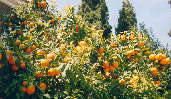 Orangers de Blanes.
