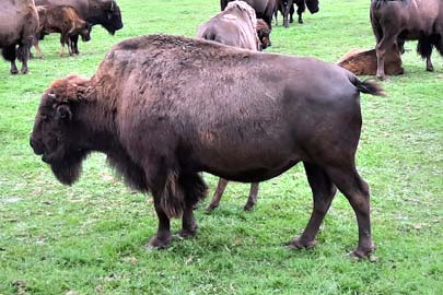 Parc des bisons et des loups