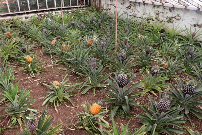 Plantaition d'ananas