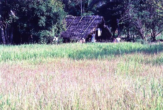 Maison à la campagne au bord d'un champ de riz.