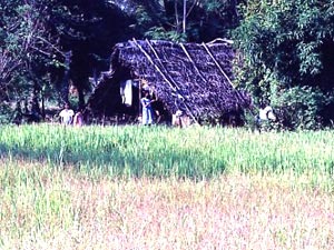 Plantation de riz